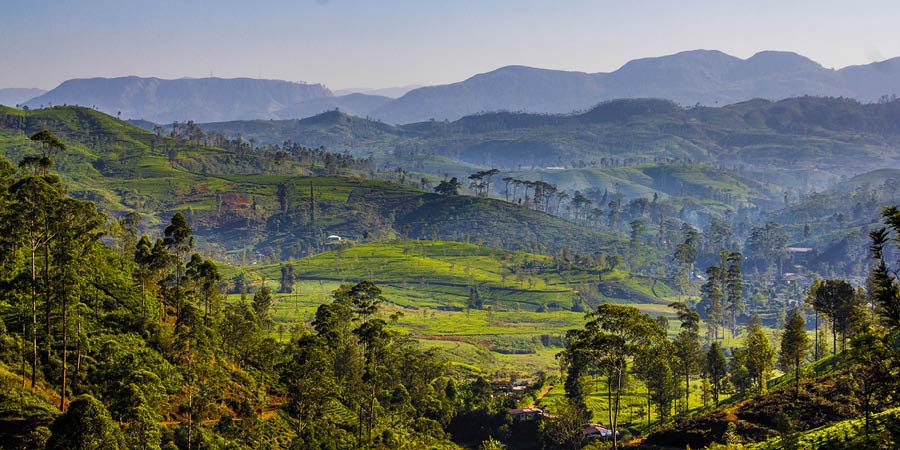 Discovering the fragrant fields of a tea plantation